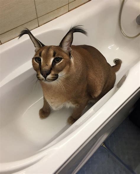 Floppa Frenzy: How a Cat Became a Viral Sensation .